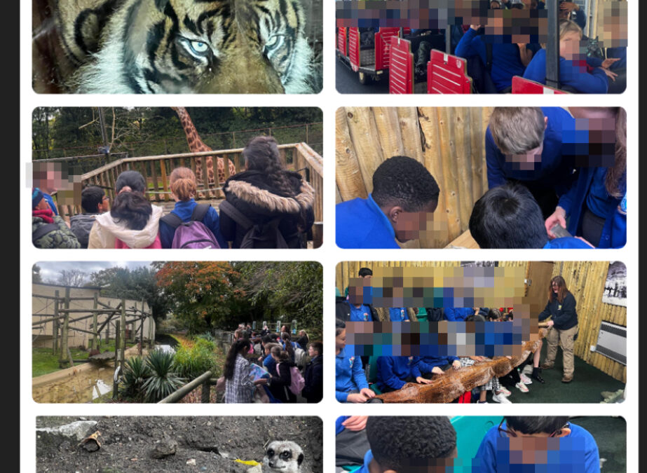 Year 6 at Dudley Zoo